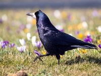 Corvus frugilegus 22, Roek, Saxifraga-Bart Vastenhouw