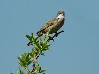 Curruca communis 4, Grasmus, male, Saxifraga-Piet Munsterman