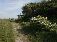 Curruca curruca 3, Braamsluiper, habitat, NL, NoordHollabd, Texel, Bollekamer, Saxifraga-Jan van der Straaten