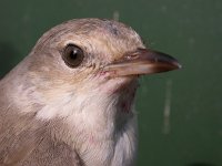 Curruca nisoria, Barred Warbler