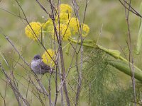 Curruca nisoria 3, Sperwergrasmus, Saxifraga-Mark Zekhuis