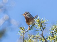 Curruca undata, Dartford Warbler