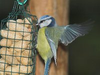 Cyanistes caeruleus, Blue Tit