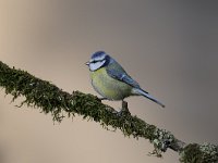 Cyanistes caeruleus 100, Pimpelmees, Saxifraga-Luuk Vermeer