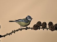 Cyanistes caeruleus 102, Pimpelmees, Saxifraga-Luuk Vermeer