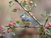 Cyanistes caeruleus 107, Pimpelmees, Saxifraga-Luuk Vermeer