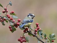 Cyanistes caeruleus 108, Pimpelmees, Saxifraga-Luuk Vermeer