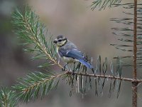 Cyanistes caeruleus 109, Pimpelmees, Saxifraga-Luuk Vermeer