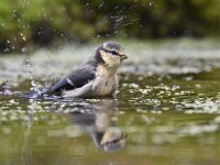 Cyanistes caeruleus 111, Pimpelmees, Saxifraga-Luuk Vermeer