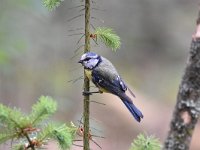 Cyanistes caeruleus 125, Pimpelmees, Saxifraga-Luuk Vermeer