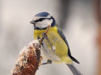 Cyanistes caeruleus 31, Pimpelmees, Saxifraga-Piet Munsterman