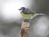 Pimpelmees, Blue Tit, Cyanistes caeruleus  Een pimpelmees op het Buurserzand. Pimpelmees, Blue Tit, Cyanistes caeruleus  Het Buurserzand is aangewezen als Natura 2000-gebied in het kader van de Natuurbeschermingswet. : Natuurmonumenten, Nederland, Natura 2000-gebied, natuurgebied, natuur, Haaksbergen, Natura 2000, vogel, Habitatrichtijn, nature reserve, freezing, mees, The Netherlands, Buurserzand, tit, tak, koude, december, bird, branch, Buurse, beschermd, kou, Special Protected Area, cold, snow, adult, winter, Cyanistes caeruleus, sneeuw, volwassen, Blue Tit, protected, Vogelrichtlijn, Pimpelmees, nature area, Overijssel, nature