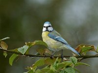 Pimpelmees #04 : Parus caeruleus, Blue Tit, Pimpelmees