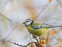 Cyanistes caeruleus 49, Pimpelmees, Saxifraga-Rik Kruit