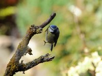 Cyanistes caeruleus 52, Pimpelmees, Saxifraga-Piet Munsterman