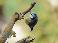 Cyanistes caeruleus 53, Pimpelmees, Saxifraga-Piet Munsterman