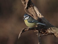 Cyanistes caeruleus 56, Pimpelmees, Saxifraga-Jan Nijendijk