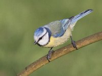 Cyanistes caeruleus 59, Pimpelmees, Saxifraga-Mark Zekhuis