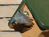 Cyanistes caeruleus 62, Pimpelmees, Saxifraga-Henk Baptist