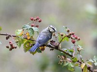 Cyanistes caeruleus 71, Pimpelmees, Saxifraga-Luuk Vermeer