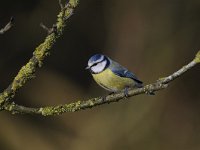 Cyanistes caeruleus 75, Pimpelmees, Saxifraga-Luuk Vermeer