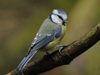 Cyanistes caeruleus 83, Pimpelmees, Saxifraga-Luuk Vermeer