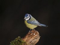 Cyanistes caeruleus 87, Pimpelmees, Saxifraga-Luuk Vermeer