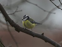 Cyanistes caeruleus 9, Pimpelmees, Saxifraga-Luc Hoogenstein