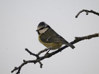 Cyanistes caeruleus 93, Pimpelmees, Saxifraga-Luuk Vermeer