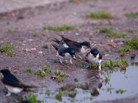 Delichon urbica 31, Huiszwaluw, Saxifraga-Luuk Vermeer