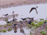 Delichon urbica 37, Huiszwaluw, Saxifraga-Luuk Vermeer