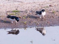 Delichon urbica 41, Huiszwaluw, Saxifraga-Luuk Vermeer