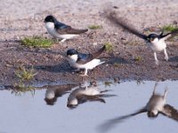 Delichon urbica 42, Huiszwaluw, Saxifraga-Luuk Vermeer