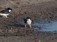 Delichon urbica 46, Huiszwaluw, Saxifraga-Luuk Vermeer