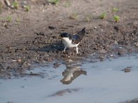 Delichon urbica 50, Huiszwaluw, Saxifraga-Luuk Vermeer