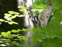 Dendrocopos medius 39, Middelste bonte specht, Saxifraga-Luuk Vermeer