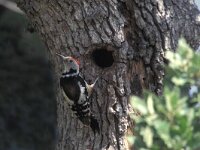Dendrocoptes medius, Middle Spotted Woodpecker