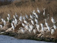 Egretta garzetta 111, Kleine zilverreiger, Saxifraga-Dirk Hilbers