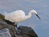 Egretta garzetta 122, Kleine zilverreiger, Saxifraga-Luuk Vermeer