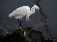 Egretta garzetta 125, Kleine zilverreiger, Saxifraga-Ed Stikvoort