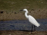 Egretta garzetta 127, Kleine zilverreiger, Saxifraga-Ed Stikvoort