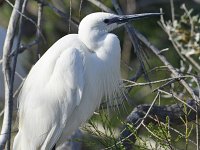 Egretta garzetta 129, Kleine zilverreiger, Saxifraga-Tom Heijnen