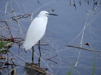 Egretta garzetta 130, Kleine zilverreiger, Saxifraga-Tom Heijnen