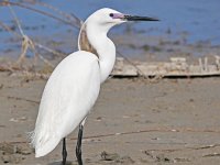 Egretta garzetta 132, Kleine zilverreiger, Saxifraga-Tom Heijnen