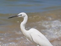 Egretta garzetta 139, Kleine zilverreiger, Saxifraga-Tom Heijnen