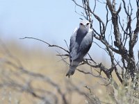 Elanus caeruleus 4, Grijze wouw, Saxifraga-Tom Heijnen