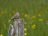 Emberiza calandra 29, Grauwe gors, Saxifraga-Jan Nijendijk