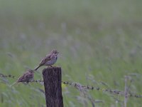 Emberiza calandra 30, Grauwe gors, Saxifraga-Jan Nijendijk