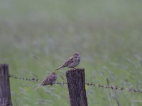 Emberiza calandra 31, Grauwe gors, Saxifraga-Jan Nijendijk