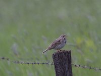 Emberiza calandra 32, Grauwe gors, Saxifraga-Jan Nijendijk